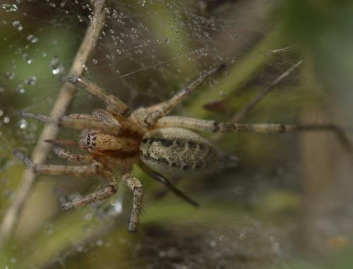 Agelena labyrinthica